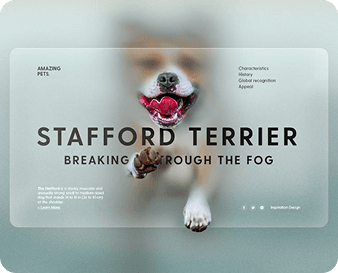 Stanford Premier